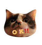 猫とほんわか日常会話（個別スタンプ：1）