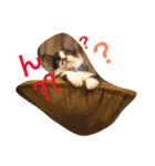 猫とほんわか日常会話（個別スタンプ：2）