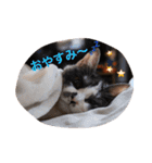 猫とほんわか日常会話（個別スタンプ：3）