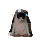猫とほんわか日常会話（個別スタンプ：4）