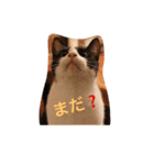 猫とほんわか日常会話（個別スタンプ：6）