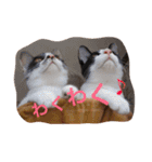 猫とほんわか日常会話（個別スタンプ：7）