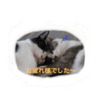 猫とほんわか日常会話（個別スタンプ：9）