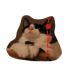 猫とほんわか日常会話（個別スタンプ：11）