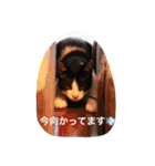 猫とほんわか日常会話（個別スタンプ：12）