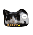 猫とほんわか日常会話（個別スタンプ：13）