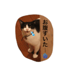 猫とほんわか日常会話（個別スタンプ：14）