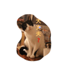 猫とほんわか日常会話（個別スタンプ：15）