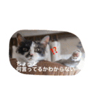 猫とほんわか日常会話（個別スタンプ：16）