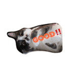 猫とほんわか日常会話（個別スタンプ：17）