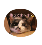 猫とほんわか日常会話（個別スタンプ：19）