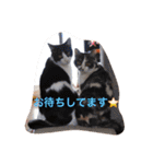 猫とほんわか日常会話（個別スタンプ：20）