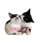 猫とほんわか日常会話（個別スタンプ：21）