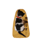 猫とほんわか日常会話（個別スタンプ：22）