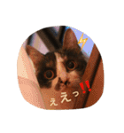 猫とほんわか日常会話（個別スタンプ：25）