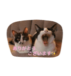 猫とほんわか日常会話（個別スタンプ：27）