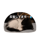 猫とほんわか日常会話（個別スタンプ：28）