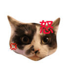 猫とほんわか日常会話（個別スタンプ：29）