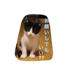 猫とほんわか日常会話（個別スタンプ：30）