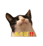 猫とほんわか日常会話（個別スタンプ：31）