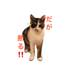 猫とほんわか日常会話（個別スタンプ：35）