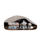 猫とほんわか日常会話（個別スタンプ：36）