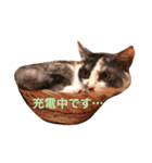 猫とほんわか日常会話（個別スタンプ：37）