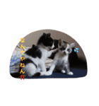 猫とほんわか日常会話（個別スタンプ：38）