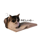 猫とほんわか日常会話（個別スタンプ：39）