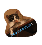 猫とほんわか日常会話（個別スタンプ：40）