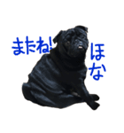 黒パグぴーたん その2（個別スタンプ：5）
