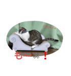 にゃんずの気持ち（個別スタンプ：6）