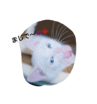 にゃんずの気持ち（個別スタンプ：8）