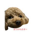 クールなさくらさん（個別スタンプ：3）