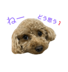 クールなさくらさん（個別スタンプ：14）