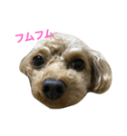 クールなさくらさん（個別スタンプ：15）