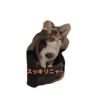 五茶ゴチャ生活（個別スタンプ：1）