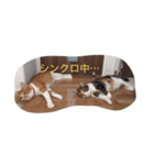 五茶ゴチャ生活（個別スタンプ：2）