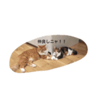 五茶ゴチャ生活（個別スタンプ：5）