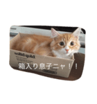 五茶ゴチャ生活（個別スタンプ：6）