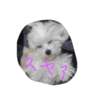 M家犬スタンプ（個別スタンプ：10）