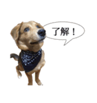 ごんざえもんスタンプ（個別スタンプ：1）