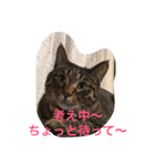 ツンデレジュン吉。。（個別スタンプ：2）