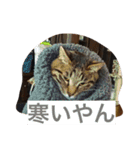 ツンデレジュン吉。。（個別スタンプ：8）