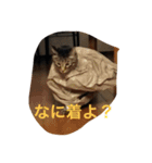 ツンデレジュン吉。。（個別スタンプ：9）