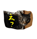 ツンデレジュン吉。。（個別スタンプ：11）