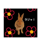 Yancha rabbit（個別スタンプ：11）
