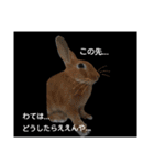 Yancha rabbit（個別スタンプ：13）