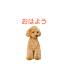 プードルのぷぅとめぃ（個別スタンプ：1）