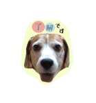 ビーグル犬のスタンプ〜ビート君〜（個別スタンプ：1）